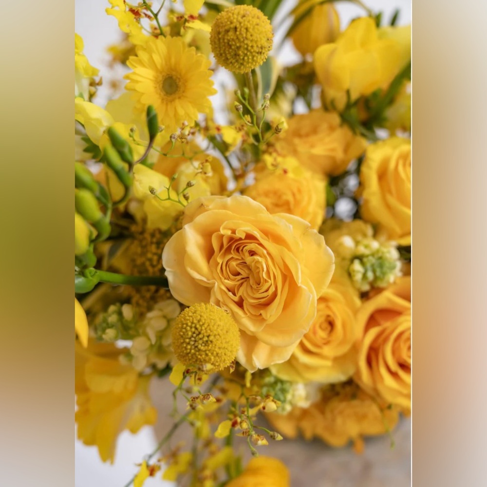 Live Show Listing Yellow Tag 1-50